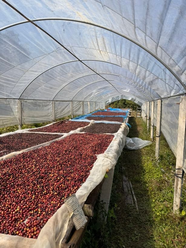 Coffee cherries drying inside the tunnel system