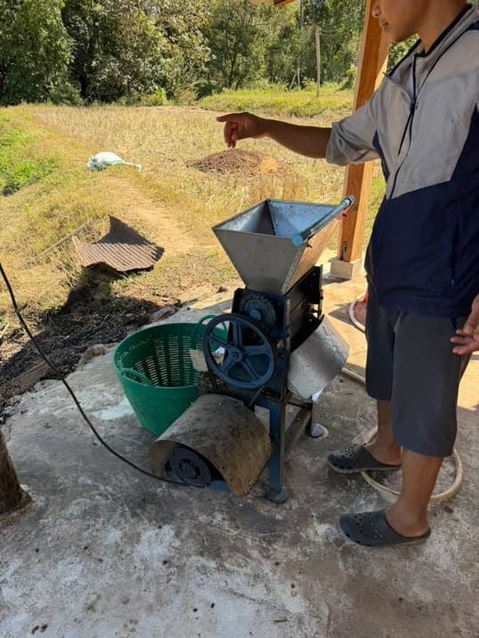 Processing freshly harvested coffee cherries on site