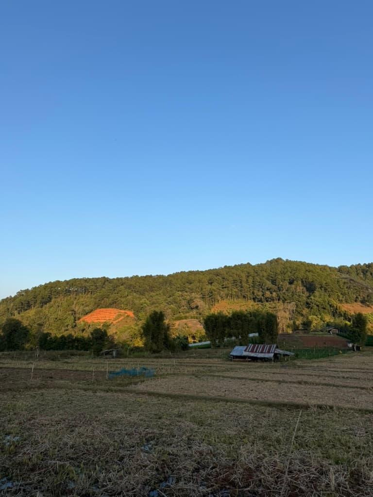 Highland Tomato Preserve